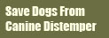 Save Dogs From Canine Distemper